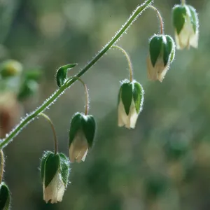 Emmenanthe pendulifera