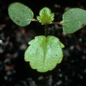 Malacothamnus fasciculatus nesioticus seedlings