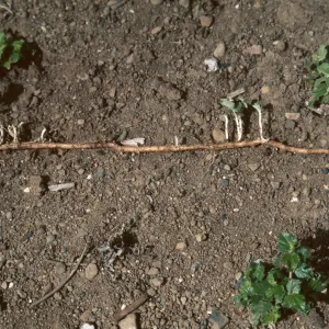 Malacothamnus rhizomes