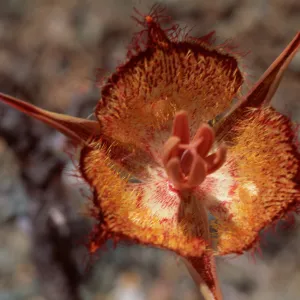 Calochortus weedii ssp. vestus, Santa Ynez Mountains, SBA