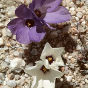 Linanthus parryae, Short Canyon