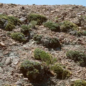 Leptodactylon caespitosum, Weld County, Colorado