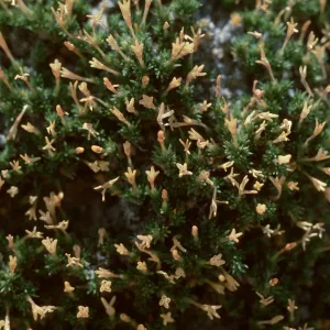 Leptodactylon caespitosum, Weld County, Colorado