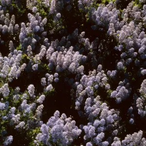 Ceanothus leucodermis, Santa Ynez