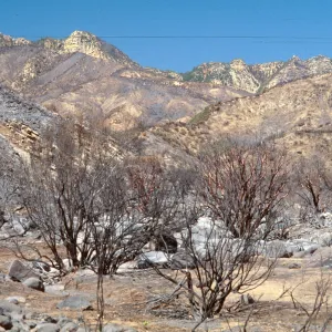Wolf fire, post fire, Derrydale Creek