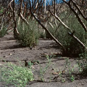chaparral fire recovery, Wolf fire, Derrydale Creek