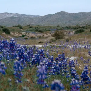 Lupinus, Temblor Range