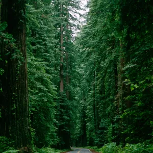 Sequoia (Coast Redwood), Mather Grove, Redwood Highway 