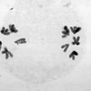 slides of meiosis in Paeonia, Paeonia californica, 1A (normal)