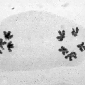 slides of meiosis in Paeonia, Paeonia californica, 11 M, (normal)