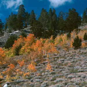 Populus tremuloides, Rock Creek, October, 2003