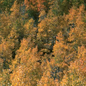 Populus tremuloides, Rock Creek, October, 2003