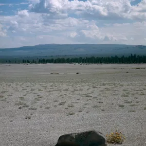 Hulsea vestita, pumice flat , near Mammoth, early 1960's