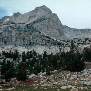 Pinus flexilis, Hall Natural Area, Sierra Nevada