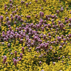 Castilleja & Lasthenia, Carrizo Plain