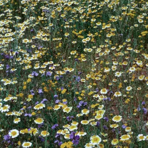 Phacelia, Layia (tidy tips), Lasthenia (goldfields), Carrizo Plain