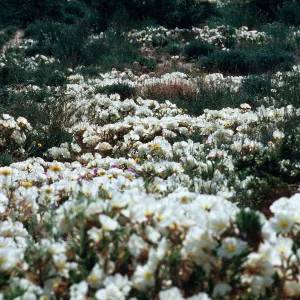 Oenothera, Johnson Valley