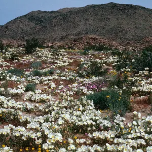 Oenothera, Johnson Valley