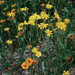 Monolopia, Mentzelia, Temblor Range