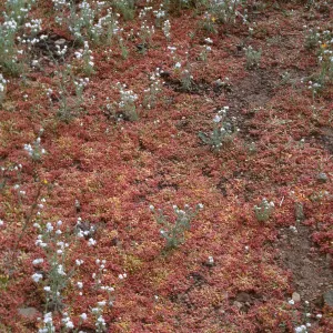Geraea canescens, Argus Mountains