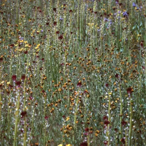 Hortelea yodanii, Pogogyne clareana, Ft. Hunter Liggett