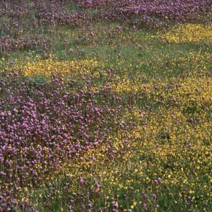 Lasthenia, Castilleja, Hunter Liggett, April, 1996