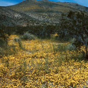 Coreopsis, Coso Mountains