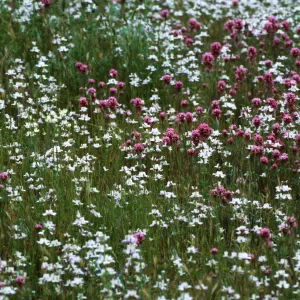 Collinsia + Orthocarpus, Klipstein Canyon, San Emigido Range