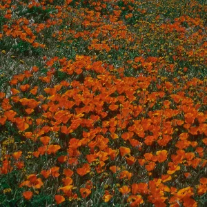 Eschscholzia californica, Fairmont Butte
