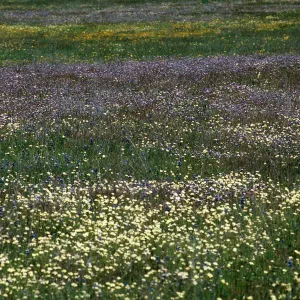Platystemon, Gilia, Bear Valley