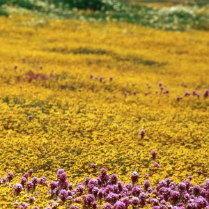 Castilleja, Lasthenia, Carrizo Plain