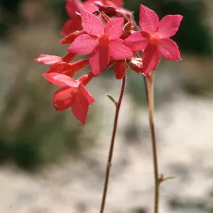 Gilia subnuda, near Escalante, Utah