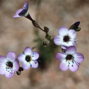 Gilia latiflora, Jawbone Canyon