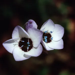 Gilia tricolor, Mt. Hanilton