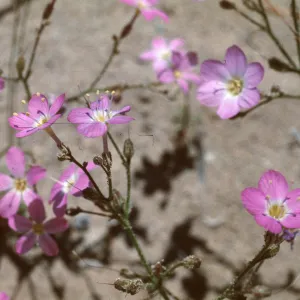 Gilia heterostyla, Currant, Nevada
