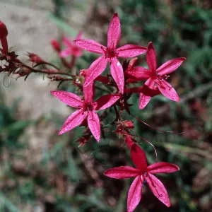 Ipomopsis aggregata bridgesii, Yosemite