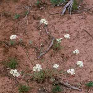 Ipomopsis congesta, Sacramento Pass, White Pine County, Nevada
