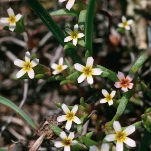 Gymnosteris parvuta, road to Bodie