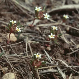 Gymnosteris parvuta, road to Bodie