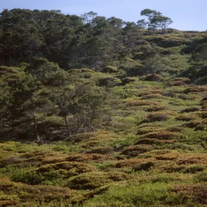 Chaparral-Pine Woodland, Arguello Road, VAFB