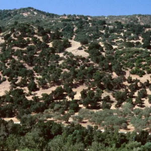 Oak Woodland, Nacimiento River, Camp Roberts