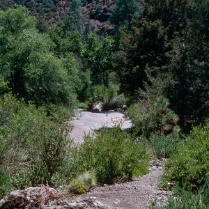 Los Burros Creek, serpentine, Ft. Hunter Liggett