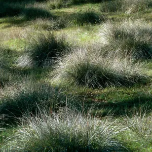 Muhlenbergia rigens , Hunter-Liggett, April, 1996