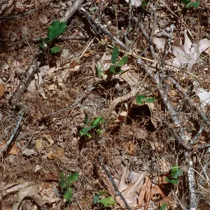 Quercus lobata seedlings, Ft. Hunter-Liggett