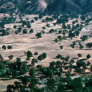 Oak Savannah, San Antonio River Valley