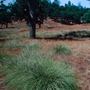 Muhlenbergia rigens, Ft. Hunter Liggett