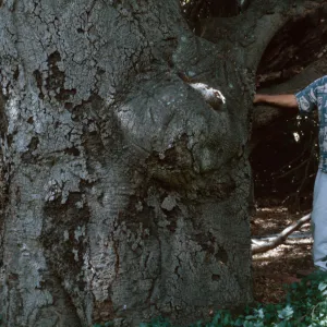 Paul Huebner at Hollister Ranch (docent), Coastal Live Oak, June, 2000