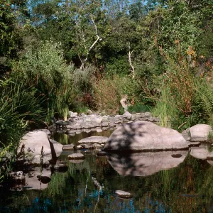 San Miguel Creek, Ft. Hunter-Liggett