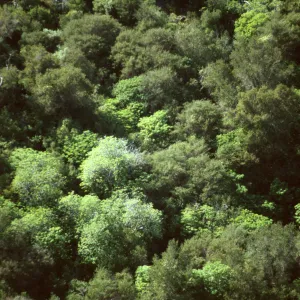 Aesculus and Quercus agrifolia (Coastal Live Oak), Arroyo Seco