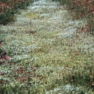 vernal pool, Jolon Valley, Hunter-Liggett